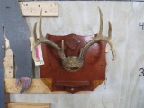 Vintage Whitetail Rack on Plaque TAXIDERMY