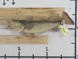 Vintage Real Skin Striper Bass on Plaque TAXIDERMY