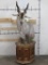 Eland Pedestal Mt on wheels TAXIDERMY