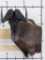 Very Nice Black Wildebeest Wall Pedestal TAXIDERMY