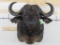 Nice/BIG Cape Buffalo Sh Mt TAXIDERMY