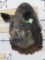 Nice Big Hog on Very Nice European Style Wood Plaque TAXIDERMY