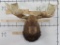 Very Nice XXL Moose w/64.25