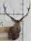 Nice/Newer Sika TAXIDERMY