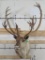 Nice Caribou Sh Mt TAXIDERMY