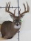 Nice 13 Pt Whitetail Sh Mt w/19 1/2