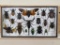 Insect Collection in 14