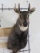 Nice Nilgai Sh Mt TAXIDERMY