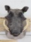 Warthog Sh Mt TAXIDERMY