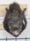 Older Hog Sh Mt TAXIDERMY