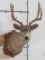 Vintage Mule Deer Sh Mt on Plaque TAXIDERMY