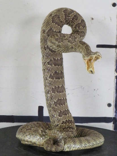 New Lifesize Striking Prairie Rattlesnake TAXIDERMY