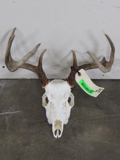 Whitetail Skull TAXIDERMY