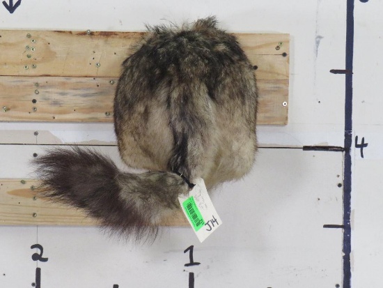 Very Rarely Seen Wolf Butt TAXIDERMY