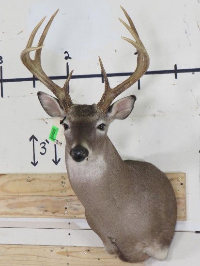 9Pt Whitetail Sh Mt TAXIDERMY