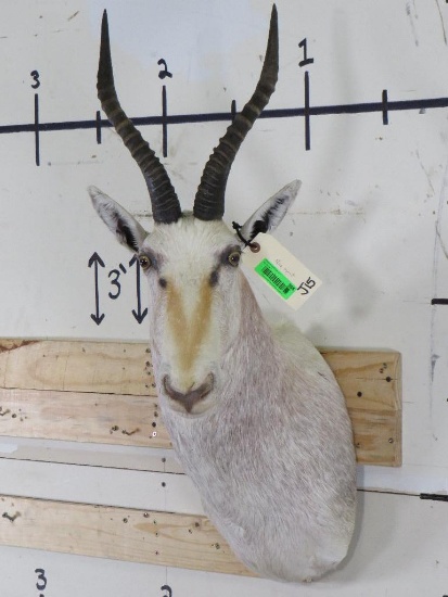 Nice White Blesbok Sh Mt TAXIDERMY