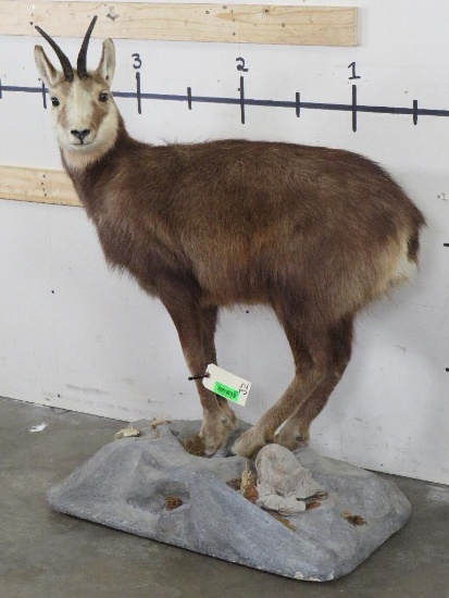 Lifesize Chamois on Base TAXIDERMY