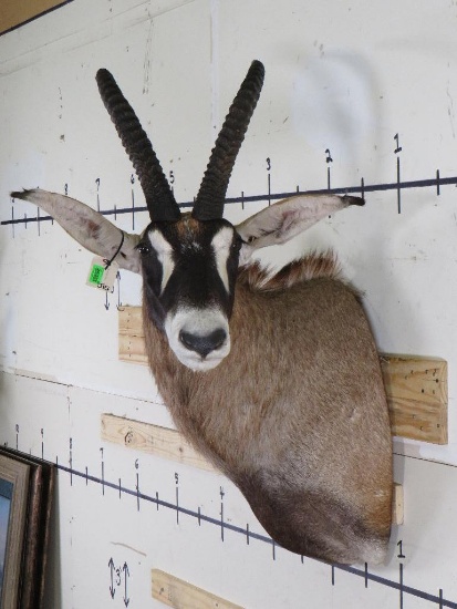 Roan Antelope Sh Mt w/Removable Horns TAXIDERMY