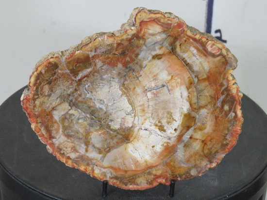 Beautiful Polished Petrified Wood Slab w/Stand from Madagascar ROCKS, MINERALS, FOSSILS