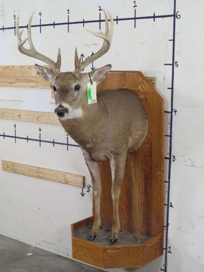 Nice 1/2 Body Whitetail w/11pts TAXIDERMY