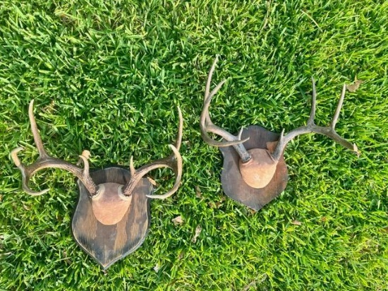 2 Whitetail Racks (ONE$) TAXIDERMY