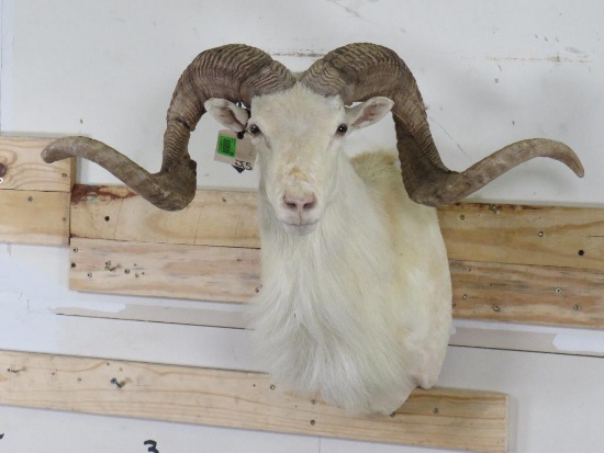 TX Dall Sheep Sh Mt TAXIDERMY