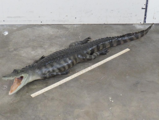 Nice Lifesize North American Alligator in Swimming Pose TAXIDERMY