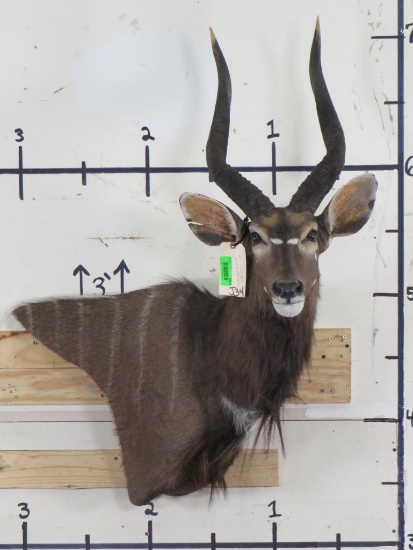 Very Nice/Newer Nyala Wall Pedestal w/Removable Horns & Right Ear has Repairs TAXIDERMY