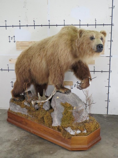 Massive XXL Very Nice Lifesize Brown Bear on Nice Base w/Wheels TAXIDERMY