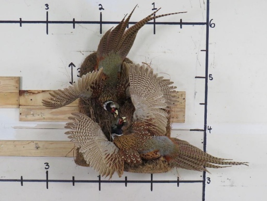 Incredible Mount of 2 Pheasants Fighting, Very Nice TAXIDERMY