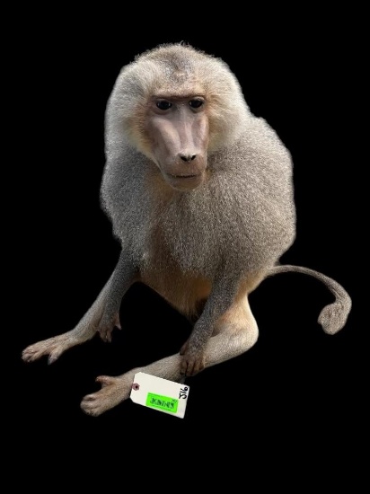 Awesome, Rarely seen, Hamadryas Baboon, lifesize Taxidermy mount! 60 inches long, the body, 18 inche