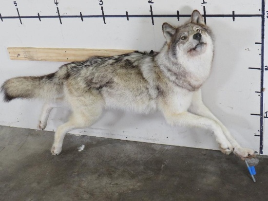 Very Nice Lifesize Female Running Wolf -no base TAXIDERMY