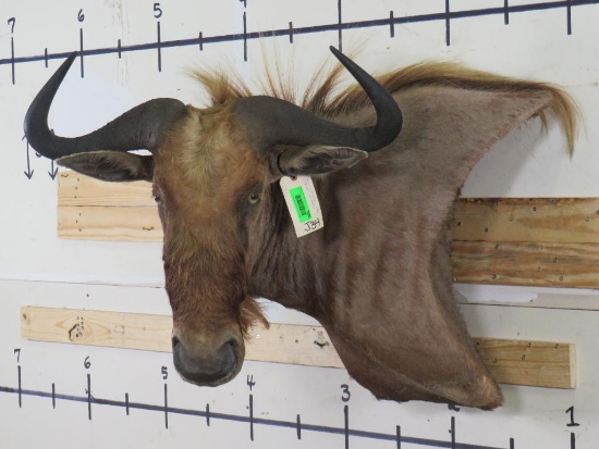 Very Nice, Newer, Rare Big Golden Wildebeest Wall Pedestal TAXIDERMY