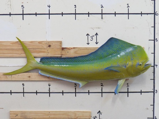 Very Nice XL Maji Mahi Fish Mt (Repro)-VG Condition TAXIDERMY