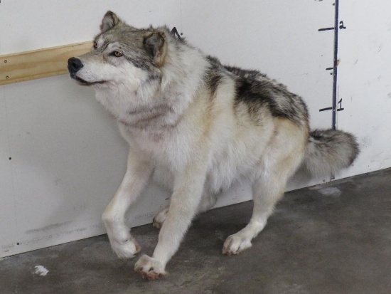 Very Nice Lifesize Female Wolf w/No Base, High Quality Mount TAXIDERMY