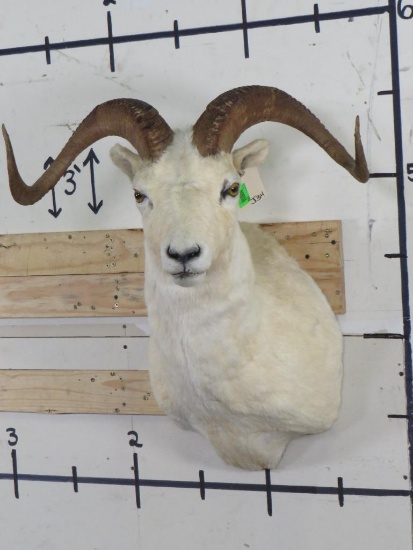 TX Dall Sheep Sh Mt TAXIDERMY