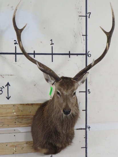 Nice/Newer Sika TAXIDERMY