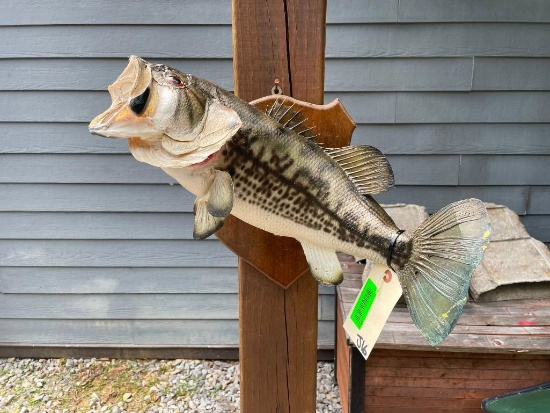 Large mouth Bass, - Real skin, 21 inches long X 7 inches wide, on wood ...
