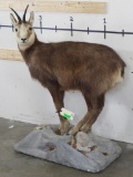 Lifesize Chamois on Base TAXIDERMY