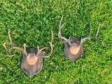 2 Whitetail Racks (ONE$) TAXIDERMY