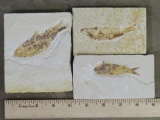 3 Authentic Fish, Fossil Plates, Nice Specimens (ONE$)