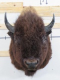 Very Nice XXL Buffalo/Bison w/BIG Horns & 25.5