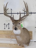 Very Nice/Newer 10pt Whitetail Sh Mt w/19