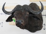 Nice Cape Buffalo Sh Mt w/35.5