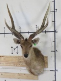 Rusa Deer Sh Mt TAXIDERMY