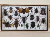 Insect Collection in 14