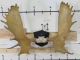 Big Moose Rack on Plaque 49 5/8