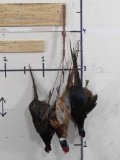 3 Dead Mt Pheasants (ONE$) TAXIDERMY