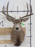 Black Tail Deer Sh MT TAXIDERMY