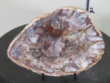 Beautiful Polished Petrified Wood Slab w/Stand from Madagascar ROCKS, MINERALS, FOSSILS